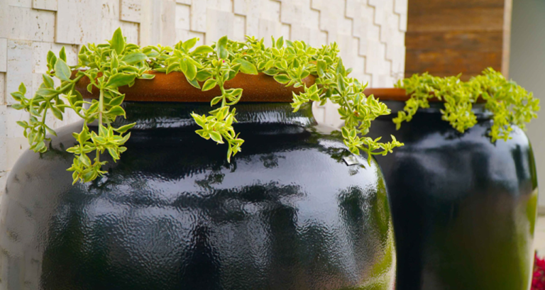 Plantas de Forração Para Vasos Confira 7 espécies Vaso Cor Blog