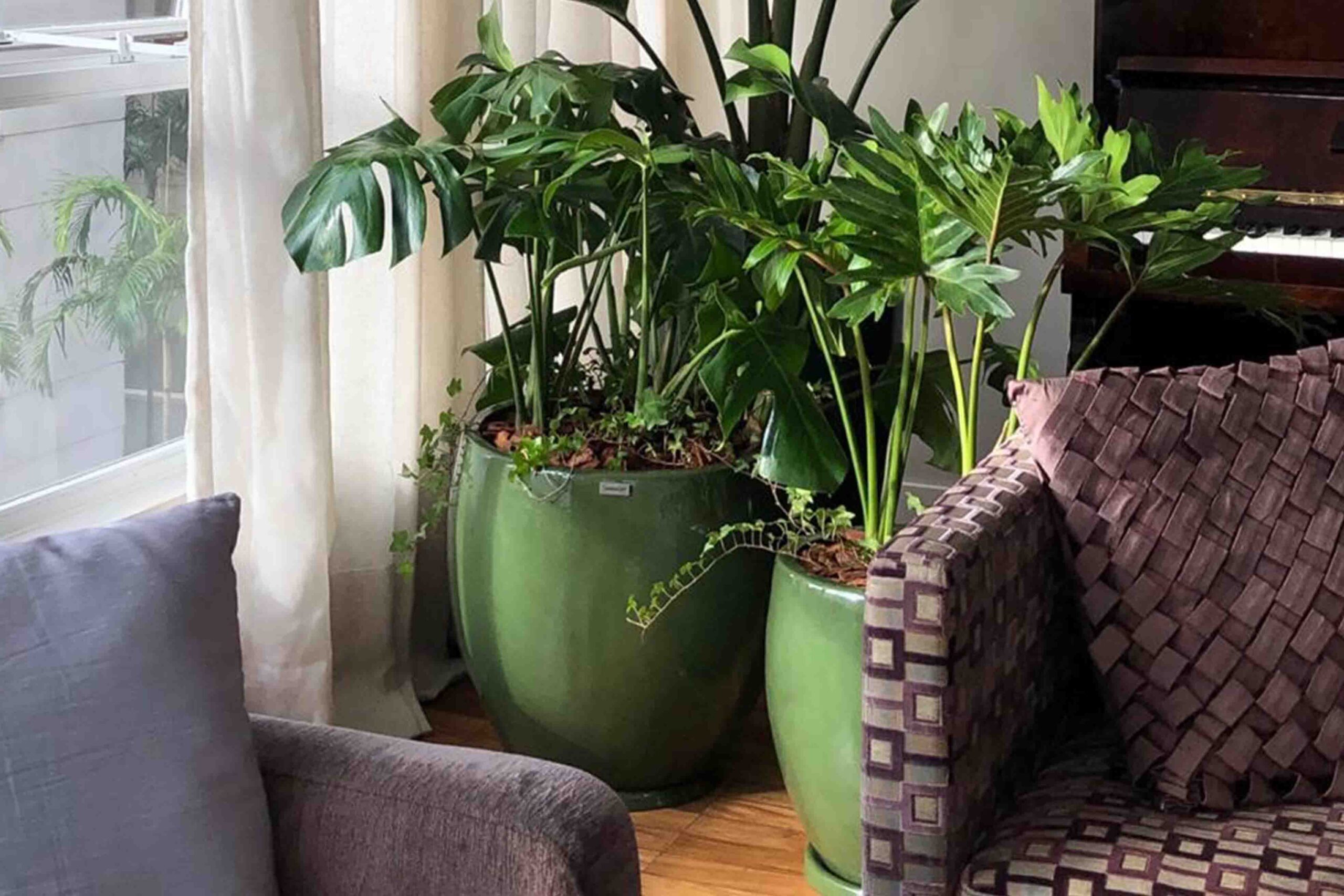Plantas para sala de estar: confira 3 dicas de vasos - Vaso & Cor Blog