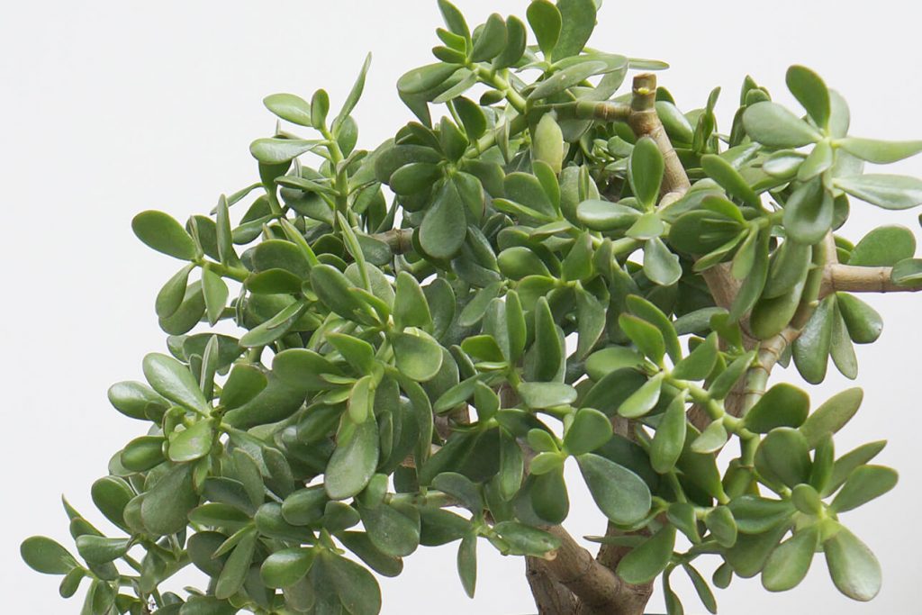 Planta Jade: uma das melhores plantas suculentas para cultivar em casa