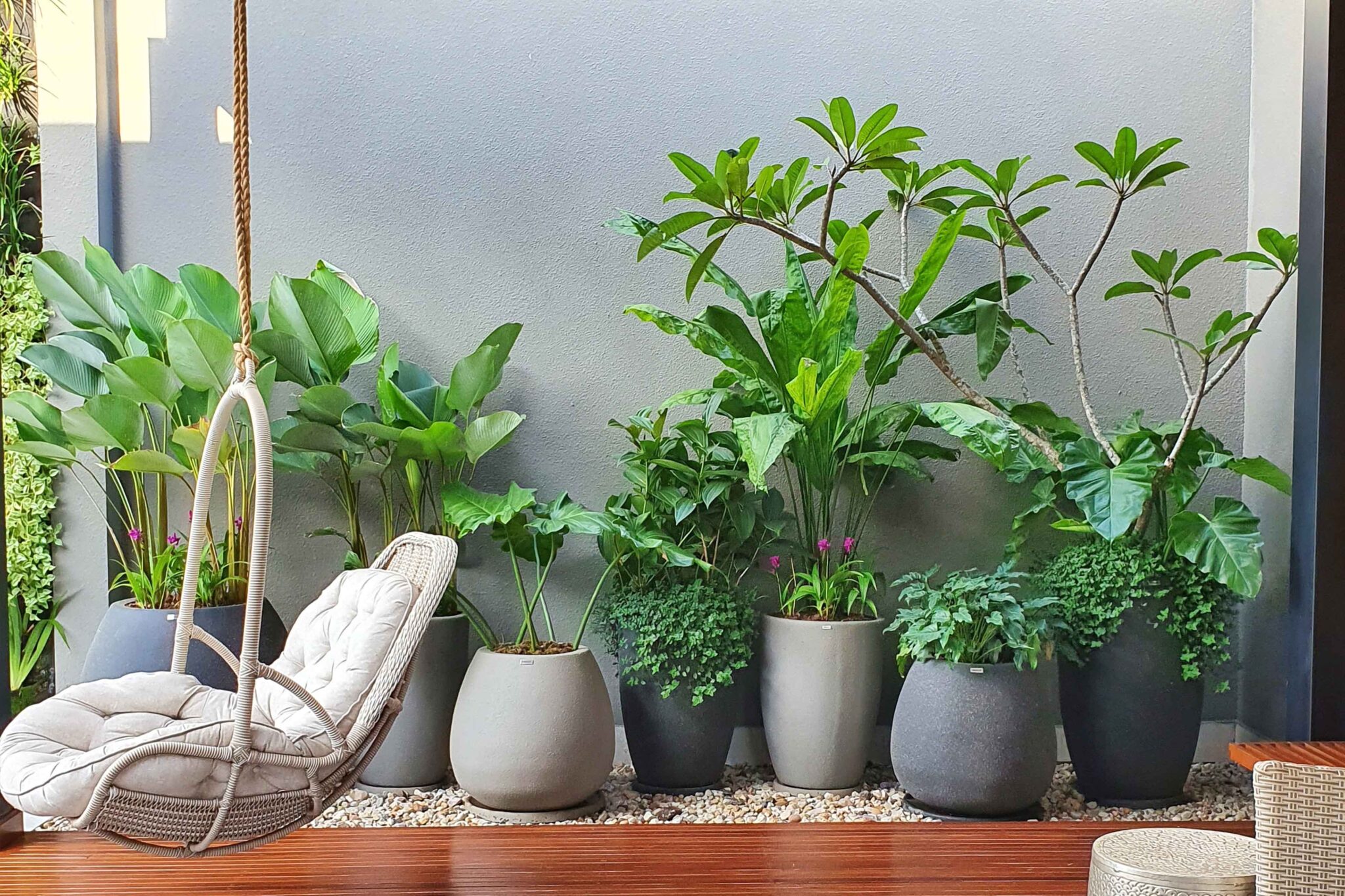 Plantas de Forração Para Vasos: Confira 7 espécies - Vaso & Cor Blog